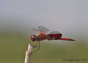 Tramea carolina, male